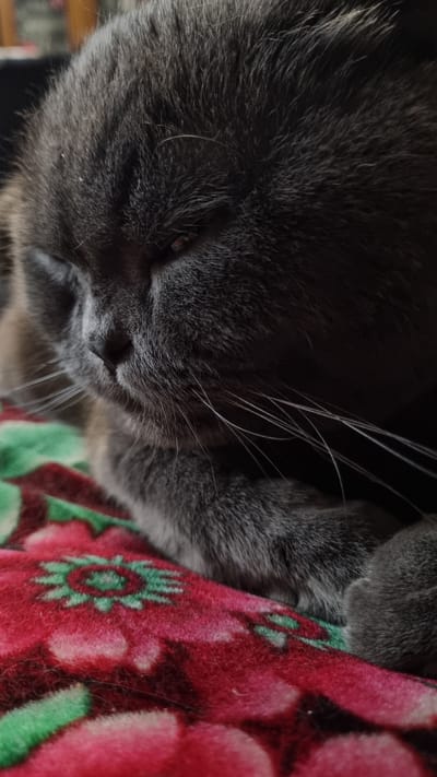 A close-up, low-angle shot captures a grey cat with its eyes partially closed, resting on a red and green patterned blanket. The blanket features a floral design with green centers and pink petals. The cat's fur appears soft and dense. The background is dark and out of focus, providing no environmental context. There is no indication of location in Vysokoe, Russia.