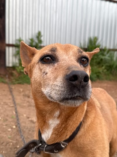 A close-up, tilted, eye-level shot shows a brown dog with a black collar. The dog's head is the primary focus, showcasing its brown eyes, large black nose, and graying muzzle. A small wound is visible on the dog's face near its eye. In the background, there's a corrugated metal fence, some green foliage, and dirt ground. A chain is also visible, attached to the collar. The photo appears to be taken outdoors, potentially in a yard. The location in the city of Nizhnyaya Gar', Russia is indeterminate from the image.