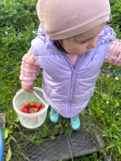 A young child, wearing a light pink beanie, a pale lavender puffer vest, and a pink textured sweater, is shown from a top-down perspective outdoors. The child is looking downwards with their eyes partially closed, suggesting a peaceful or focused state. They are holding a white plastic bucket filled with ripe, red strawberries. The child's feet are clad in light blue rubber boots with a subtle pattern. The scene appears to be set in a grassy area, with green grass and some scattered plants visible. The lighting suggests it is daytime. The overall impression is of a child engaged in picking strawberries in a natural outdoor setting, possibly a garden or field. There are no visible text elements in the image.
