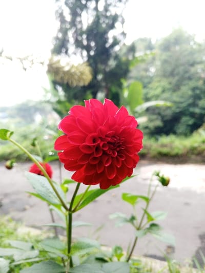 A vibrant red dahlia blooms prominently in the center, its petals densely arranged in a circular formation. Another, smaller dahlia head is visible in the background. Green stems and leaves surround the flowers, adding depth to the foreground. The background is blurred, featuring trees and a muted sky. The scene is captured outdoors, bathed in soft, natural light.