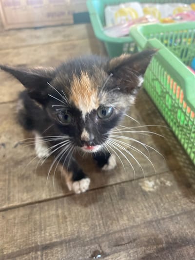 A calico kitten with dark brown, black, and orange fur is sitting on a wooden surface. The kitten's eyes are open and green. Its whiskers are long and white. In the background, there are two green plastic baskets filled with various items. The environment appears to be indoors, possibly a market or a shop in Ta', Indonesia.