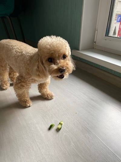 A light brown poodle stands on a light wood-grain floor, looking at the camera with its mouth slightly open. Several small, green pieces of cucumber are scattered on the floor in front of the dog. The background is a muted green wall and a white windowsill with a window. The scene appears to be indoors, possibly in an apartment in Kudrovo, Russia.
