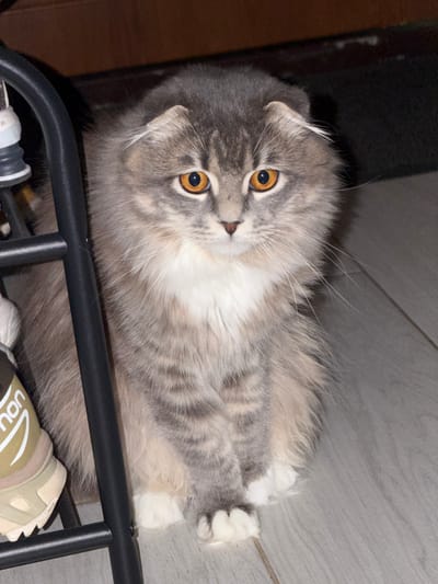A fluffy, grey and white cat with bright orange eyes is lying down, looking up at the camera. Its ears are folded back, and it has long, white whiskers. The cat is partially obscured by a black metal rack. In the background, there is a wooden floor and a dark, blurry object. A beige and white shoe with the word "NON" visible is also in the lower right corner of the frame. The scene appears to be indoors, and the lighting suggests it might be nighttime or an interior space. The cat's expression is curious. The location context provided is Vovchynets, Ukraine.