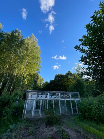 A low-angle, full outdoor shot captures a dilapidated greenhouse situated in a overgrown garden area under a bright blue sky with scattered white clouds. The greenhouse, constructed with weathered wooden frames and glass panes, appears aged and neglected, with peeling white paint and some broken windows. It is surrounded by lush green vegetation, including tall trees to the left and dense bushes on the right, with a few plants visible in the foreground. The scene is set within a rural or semi-rural environment, likely a backyard or allotment in the city of Zarechny, Russia, suggested by the presence of birch trees commonly found in the region. The lighting indicates it is daytime, likely late afternoon given the warm tones on the trees. No people or animals are distinctly visible, although a white object, possibly a cat, is perched on the roof of the greenhouse. The ground around the greenhouse is uneven, with patches of dark soil and scattered green grass.