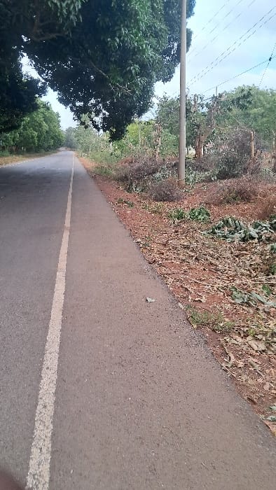 An asphalt road with a white line runs into the distance, bordered on the right by brown vegetation and trees. On the left, trees and a utility pole are visible against a blue sky. The camera angle is low, emphasizing the road's length. Power lines cross the sky above the road. The scene is mostly natural, with the road cutting through the foliage.