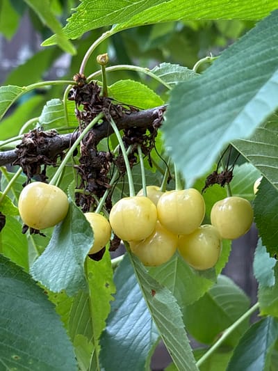 A cluster of yellow cherries hangs from a branch, surrounded by green leaves and a dark, out-of-focus background. The cherries are round and plump, with a smooth, slightly waxy skin. Some of the cherries have small stems still attached, while others are bare. The leaves are a vibrant green, with visible veins and serrated edges. The branch is dark brown and rough, with some dry, brown material clinging to it, likely old blossoms or debris. The scene appears to be outdoors, possibly in a garden or orchard, and given the context, it is likely located in Mārupe, Latvia. There are no people visible in the image. The lighting suggests it is daytime.