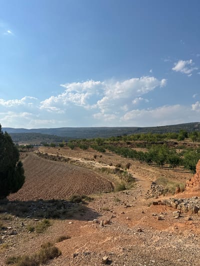 The image depicts a sun-drenched, rural landscape in Alpuente, Spain. In the foreground, the dry, reddish-brown earth is covered with small stones and sparse, dry vegetation. A large, dark green evergreen tree is visible on the left side of the frame, casting a shadow over a section of tilled earth. This tilled field, with its neat rows of soil, occupies a significant portion of the lower left quadrant.

A winding, unpaved path, made of lighter colored earth and scattered stones, cuts through the middle ground. To the right of the path, remnants of stone walls, likely from an old structure, are visible, with some larger rocks and a heap of red clay bricks adding to the scene.

Further into the middle ground, terraced fields are present, lined with low stone walls. Rows of small, green trees, likely fruit trees, are planted on these terraces, suggesting an agricultural area. Beyond the terraces, a gentle slope leads to a backdrop of rolling hills covered in a mix of trees and shrubs, forming a hazy, distant horizon. The sky above is a vibrant blue, punctuated by scattered white cumulus clouds. The lighting suggests it is daytime, likely late morning or early afternoon, given the angle of the sun and the presence of shadows. There are no people or animals visible in the image.