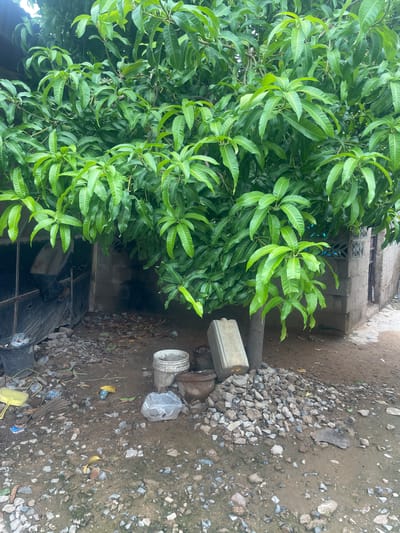 The image depicts an outdoor scene in Jimeta, Nigeria. A large, leafy mango tree dominates the left side of the frame, its vibrant green foliage filling a significant portion of the image. To the right of the tree, a dusty ground is covered with small rocks and debris. Several objects are scattered on the ground, including a white plastic bucket, a rusty metal pipe, a plastic bag containing an unknown item, and a few pieces of yellow plastic. Further to the right, a pathway or less disturbed section of the ground is visible. In the background, a building constructed with cinder blocks can be seen, with a window or opening featuring a blue interior. The overall impression is a somewhat unkempt, everyday outdoor environment. No people are visible, and the time of day and weather conditions are not explicitly indicated, though the natural lighting suggests daytime. There is no visible text in the image.