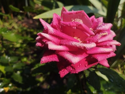 The image shows a close-up of a pink rose with water droplets on its petals. The rose is in focus, with its delicate petals unfurling. The water droplets glisten, suggesting recent rain or dew. The background is blurred, featuring green foliage and dark soil, indicating an outdoor setting. The lighting suggests it is daytime, possibly morning or late afternoon due to the soft shadows. The overall mood is serene and natural, highlighting the beauty of the flower after a rain shower. There is no visible text in the image. The location context is Baryshivka, Ukraine.