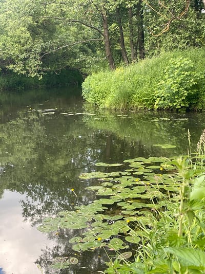 This is a vertical, eye-level, full outdoor shot of a calm body of water, likely a river or canal, surrounded by lush green vegetation. The water is dark and reflects the trees and sky, with numerous lily pads floating on the surface. Some lily pads have small yellow flowers. The bank on the right is densely covered in tall green grass and bushes, with trees visible in the background. The left bank is also lined with dense trees and foliage, creating a natural, secluded atmosphere. The image appears to be taken during daylight in a rural or park setting, possibly in Blagovskoe, Russia, given the natural landscape. There are no people or animals visible in the frame.
