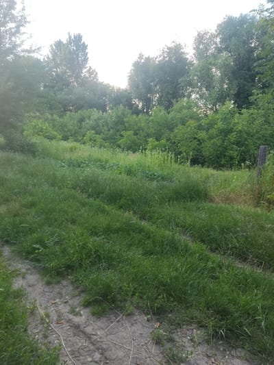 This is a landscape photograph taken in Bohdanivka, Ukraine. The image is dominated by lush green vegetation, with dense trees lining the left side of the frame and a grassy embankment filling the foreground and mid-ground on the right. The trees appear to be deciduous, with full foliage, suggesting a temperate season, likely spring or summer. The sky is bright and overcast, indicating daytime, with a hazy quality that softens the light.

A dirt path or trail is visible winding along the edge of the grass, partially covered by vegetation. The soil on the right side of the image is dry and cracked, with sparse dry grasses and small, light brown cylindrical objects that could be dried plant matter or perhaps discarded items. A weathered wooden post stands vertically in the upper right quadrant of the image, partially obscured by foliage, suggesting it might be part of a fence or a marker.

The overall impression is one of a natural, somewhat wild outdoor setting. There are no people or animals visible, and the scene is peaceful and still. The orientation of the photograph is such that the top of the image points to the left, making it appear as if the scene is viewed from a slightly elevated perspective looking down and to the right. The time of day is daytime, and the weather appears to be mild, possibly humid, given the dense greenery. No text is visible in the image.