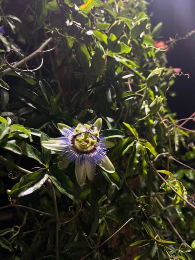 The image shows a close-up of a passion flower (Passiflora) at night. The flower is in bloom, with light green and white petals surrounding the central structure with blue and purple filaments. It's surrounded by green leaves and tendrils. The background is dark, suggesting nighttime. There are no people visible in the image. I don't have enough information to make the judgement that the photo was taken in Móstoles, Spain.