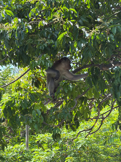 In Vĩnh Lương, Vietnam, a monkey is perched on a tree branch, its body angled towards the right. The monkey, with gray fur and a lighter-colored face, is sitting with its legs bent and its arms resting on the branch. Its tail is not visible in the frame. The monkey is surrounded by lush green foliage, with leaves and branches filling the image. Sunlight filters through the leaves, creating a dappled effect. The background shows more greenery and hints of a bright sky.