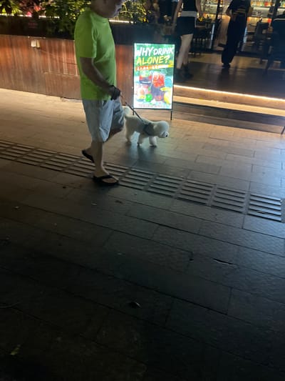 In Yuexiu District, China, at night, a person wearing a bright green t-shirt and light-colored shorts walks a small white dog on a leash. The dog, a bichon frise, is also on a leash. They are walking on a wooden sidewalk with metal tactile paving strips. In the background, there is a sign that reads "WHY DRINK ALONE?" with images of drinks. Behind the sign, a dimly lit establishment with people visible inside suggests a bar or restaurant. The scene is illuminated by artificial lighting.