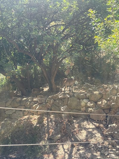 The image captures a wild goat perched on a rocky incline next to a dense green tree. The goat is facing towards the right of the frame, with its body partially obscured by branches. The tree, with its lush green foliage and visible branches, occupies the left side of the image. The rocky incline on the right is composed of various-sized stones, with patches of dry leaves and sparse vegetation. Two taut wires, likely part of a fence or safety railing, run vertically through the right side of the frame, casting shadows on the rocky ground. The sunlight suggests it is daytime, and the shadows indicate a bright, sunny environment. The scene appears to be set in a natural, outdoor environment, possibly a hiking trail or a mountainous region, consistent with the location context of Ardales, Spain. The goat seems relaxed and aware of its surroundings. There is no visible text in the image.