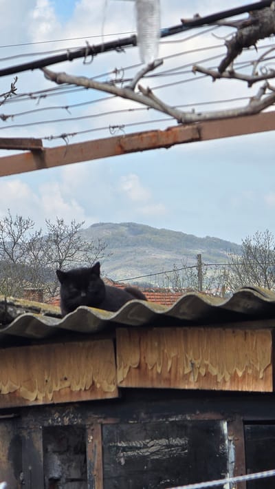 A sideways view of a landscape in Susam, Bulgaria, shows a dark cat perched on a corrugated roof. The foreground includes branches, a metal structure, and the roof's edge. In the distance is a hill under a cloudy sky. The structural elements of a building and window are also visible.