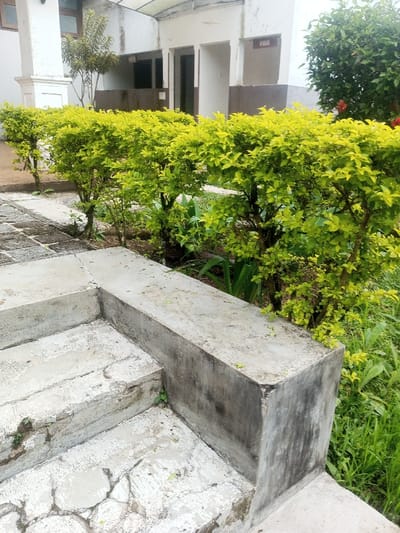 The scene depicts an outdoor area in Nghĩa Đồng Commune, Vietnam, characterized by a combination of paved surfaces, landscaped greenery, and a utilitarian building structure. In the foreground, a series of worn concrete steps and a concrete landing occupy the lower-left, exhibiting cracks, erosion, and dark grey staining. Patches of small green vegetation grow from the cracks in the concrete. A low concrete wall or planter box defines the right edge of these steps.
Immediately behind the steps, running horizontally across the midground, is a row of vibrant, light green shrubs, meticulously trimmed into a low hedge. To the left of these shrubs, a narrow pathway paved with dark, possibly cobblestone, material is visible. To the right of the shrubs, the ground consists of untamed green grass and other leafy plants.
The background features a building with a two-tone facade: a light-colored (white or off-white) upper section and a darker brown or grey lower section. Several dark, recessed doorways or archways suggest entrances. A sign reading "PRIA" in black letters on a white rectangular plaque is affixed to the building's facade, indicating a male facility. Above portions of the building, a light-colored, possibly translucent, roof structure is visible. To the far left, a slender, small tree with sparse foliage stands. To the far right, a denser, darker green tree with a few visible red flowers (possibly hibiscus) provides additional greenery. No individuals are present in the image, and no active interactions or specific actions are depicted. The lighting is diffuse, suggesting an overcast day.
