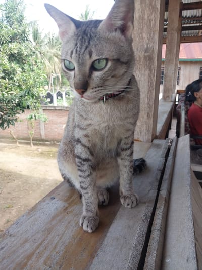 An indoor-outdoor cat with tabby markings and green eyes sits on a weathered wooden surface, likely a porch or deck. The cat is facing forward, its body angled slightly to the right. Behind the cat, a person in a red shirt is visible, seated on a bench or chair within a covered structure with wooden pillars. The background reveals lush greenery and palm trees, characteristic of a tropical environment. The presence of a brick wall and a house with a corrugated metal roof suggests a residential setting. The overall scene depicts a domestic environment in Labissa, Indonesia, where the cat appears to be a resident.