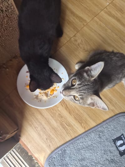 Two kittens are sharing a bowl of food on a wooden floor. One kitten is grey tabby with yellow eyes and is looking directly at the camera. The other kitten is black and is focused on eating from the bowl. The bowl contains wet cat food, possibly with some orange pieces mixed in. To the right of the kittens, a grey mat with a "welcome" mat design featuring footprints is visible. The scene appears to be indoors, with the warm lighting suggesting it might be daytime. The overall mood is calm and domestic, focusing on the kittens' mealtime. No visible text other than on the mat.