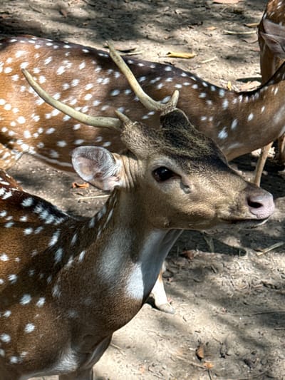 Two deer, identified as chital deer, are partially visible in an outdoor environment, likely a zoo or wildlife sanctuary, on a dirt ground with dappled sunlight and shadows. The deer have spotted coats, characteristic of the species. One deer is in the foreground, facing right, with its head and upper body visible. Its eye, ear, nose, and short antlers are discernible. The second deer is in the background, lying down and facing away from the camera. Its patterned back and hindquarters are visible, as are its antlers, which are larger than those of the foreground deer. The context of Blahbatuh, Indonesia, is provided, but there is no specific information within the image to confirm this location. The scene is otherwise devoid of human presence or other discernible objects.