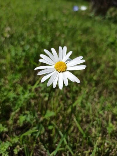 The image shows a close-up, overhead view of a single white daisy with a yellow center, positioned slightly left of the frame's center. The daisy is in focus, while the background is softly blurred, creating a shallow depth of field. The background consists of lush green grass and some darker soil or mulch, indicating an outdoor setting in a natural environment. There are hints of other blurred objects in the background, including what appears to be a faint blue speck on the left, possibly another flower or object. The lighting suggests it is daytime, with natural sunlight illuminating the daisy. The overall impression is one of natural beauty and tranquility. No people, text, or specific events are depicted. The context provided indicates the location is Tula, Russia.