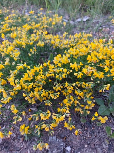 A ground-level shot captures a dense carpet of small, bright yellow wildflowers growing low to the earth. The flowers, with delicate petals, bloom profusely along thin, green stems that spread horizontally, creating a vibrant, undulating mass. Some of the stems are intertwined with dry, brown leaf litter and scattered twigs, suggesting a natural, uncultivated setting. The ground beneath is a mix of dark soil, small pebbles, and fragments of weathered wood, with a few larger, dull green leaves visible in the lower right corner. In the background, the foliage becomes a blur of green grasses and muted colors, indicating a natural, possibly rural or semi-wild area. The lighting is soft, casting no harsh shadows, and the overall impression is one of natural growth and subtle beauty. This scene could be found in a park, field, or roadside verge in Spas-Demensk, Russia, during the blooming season.