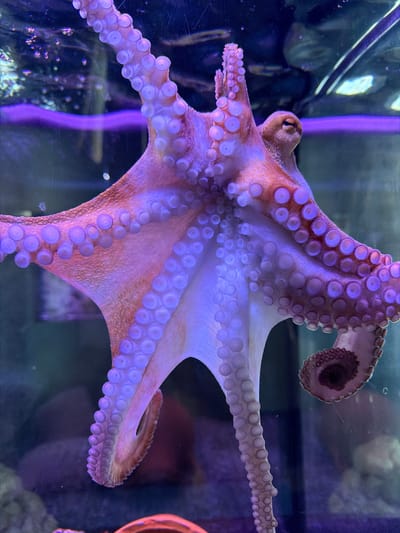 The image depicts an octopus inside an aquarium. The octopus is pale pink and lavender with many suction cups visible on its tentacles. It is positioned against the glass, with the tentacles spread out. The background suggests an aquarium environment, with dim lighting, other tank features, and reflections on the glass. There is no indication of the location being Dobrota, Montenegro within the image.