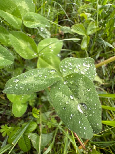 This close-up, eye-level photograph captures water droplets on clover leaves in Abzakovo, Russia. The dominant subject is a cluster of vibrant green clover leaves, some showing faint lighter green markings. Each leaf is adorned with numerous clear, spherical water droplets, ranging in size from tiny specks to larger, more prominent spheres that magnify the leaf's texture. The surface of the leaves appears slightly fuzzy due to a fine layer of hair-like structures. Surrounding the clover, the environment is a soft-focus backdrop of green grass and other foliage, suggesting a natural outdoor setting. The lighting is diffused, contributing to the gentle sheen on the water droplets and the overall serene atmosphere. There are no people or animals visible in the frame.