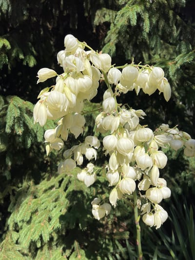 The image shows a cluster of white, bell-shaped flowers hanging from a stalk in front of a backdrop of dark green evergreen branches, likely a spruce or fir tree. The flowers are tightly packed together, with some buds still closed and others partially open, revealing delicate white petals. Sunlight filters through the foliage, casting dappled shadows on the flowers and branches. The background is out of focus, emphasizing the blooms. The scene suggests a garden or natural setting, possibly in Fontanka, Ukraine, given the context. There are no people or any discernible actions or interactions depicted.