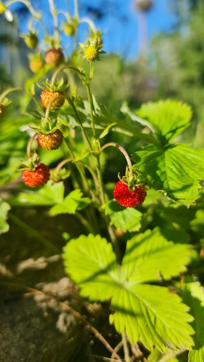 A close-up, eye-level shot of a wild strawberry plant in sunlight, located in Kivyliai, Lithuania. The foreground is dominated by bright green, serrated leaves and several small, red wild strawberries hanging from thin, curved stems. One ripe strawberry is in sharp focus on the right, with its bumpy texture and glossy red skin visible. Other strawberries, some less ripe and tinged with orange, are scattered throughout the frame. In the background, more green foliage and stems are out of focus, with a bright blue sky visible at the top. The overall lighting suggests a sunny day. There are no people or animals visible in the image.