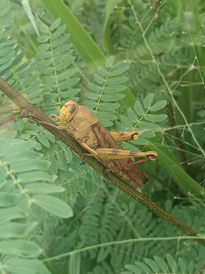 A light brown and yellowish-brown grasshopper is observed resting diagonally on a slender, ribbed green-brown stem in Sindangasih, Indonesia. The insect's head and thorax are a lighter yellowish-brown, while its abdomen and hind legs are darker brown. Its compound eyes are dark, and the tips of its prominent hind tibiae exhibit a distinct yellow coloration. The grasshopper is positioned amidst dense, lush green foliage, primarily characterized by small, oval, bipinnately compound leaves, and broader green blades visible in the blurred background. The scene is a close-up, focusing on the insect and its immediate natural environment.