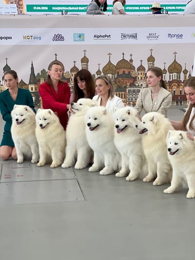 At an event in Zelenaya Roshcha, Russia, several women stand behind a row of five fluffy white Samoyed dogs. The women are dressed in formal attire, with one wearing a red sparkly jacket, another in a light-colored suit, and others in dresses. The dogs are sitting attentively, facing forward, with their tongues slightly out. In the background, a banner displays various logos and text, including "21.06.2026", "НАЦИОНАЛЬНАЯ ВЫСТ", and "РОССИЯ, КУБОК". A stylized depiction of a cityscape with domes and crosses is also visible behind the banner. The floor is a grey, reflective surface, and a metal plate with the number "08" is present on the ground.