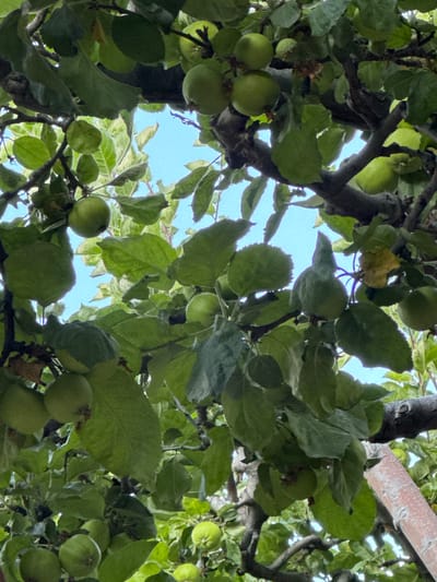 The image shows a close-up view of an apple tree with numerous green apples hanging from its branches. The tree is full of lush green leaves, some of which appear lighter in color, possibly due to variegation or lighting conditions. The sky is visible through the foliage, appearing as a clear blue. The branches of the tree are dark and gnarled, suggesting maturity. There are no people or animals present in the image. The scene appears to be outdoors, likely in a garden or orchard. The overall impression is one of abundance and natural growth. The location is identified as Çolpon-Ata, Kyrgyzstan.