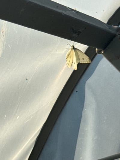 A pale yellow butterfly with dark spots on its wings is perched on a dark metal bar, which is part of a structure likely outdoors. The butterfly is positioned in the center-left of the frame, with its wings slightly spread. The background consists of a large, translucent, off-white surface, possibly a sheet of plastic or glass, with a subtle textured pattern. A dark shadow is cast diagonally across the right side of this surface, indicating a light source from the left. The overall impression is of a still moment, possibly in a garden or an area with some form of transparent covering. The specific location in Marinka, Bulgaria, is not discernable from the image itself.
