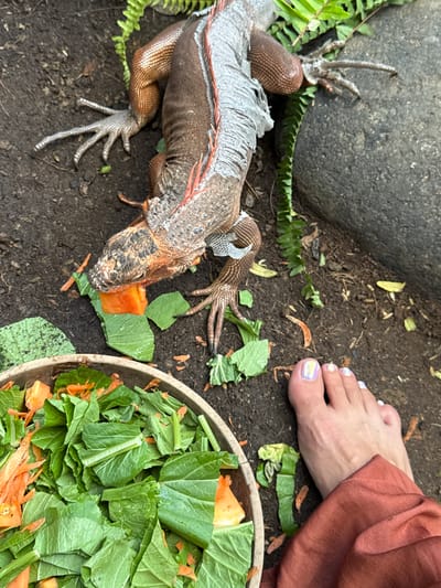 An iguana is eating a piece of papaya, with its body partly covered by shed skin. The iguana is positioned on soil near a rock, a wooden bowl filled with leafy greens and sliced carrots, and a bare human foot with painted toenails. The scene is set outdoors in Ungasan, Indonesia.