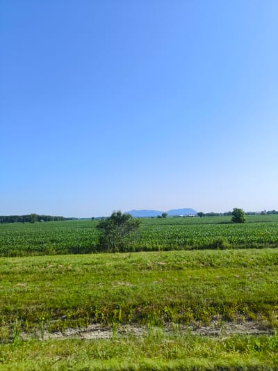 The image depicts a rural landscape under a clear blue sky. In the foreground, a strip of dry, grassy land with some patches of bare soil is visible. Behind this, a lush green field, likely a cornfield due to its dense, uniform rows of tall green stalks, stretches across the middle ground. A few scattered trees dot the landscape, with a more prominent, leafy tree in the mid-right portion of the field. In the background, a line of trees forms a darker green boundary, and beyond that, distant blue mountains are faintly visible. Several small white structures, possibly farm buildings, are scattered near the treeline. The overall scene suggests a sunny day in an agricultural area.