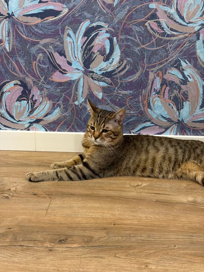 A tabby cat is lying on a wooden floor in front of a wall with floral wallpaper. The cat is facing to the left of the frame, with its body stretched out. Its fur is striped with shades of brown, black, and tan. The wallpaper behind the cat features a pattern of large, abstract flowers in shades of blue, pink, and purple, with some metallic accents. A white baseboard runs along the bottom of the wall. The scene appears to be indoors, in a domestic setting. The location in the city of Irpin, Ukraine is not evident from the image.