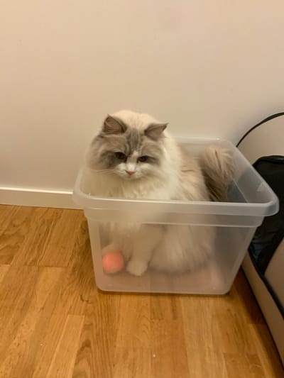A fluffy ragdoll cat is sitting in a clear plastic bin on a wooden floor. The cat is mostly white with gray markings on its face and tail. It has large, expressive eyes and is looking downwards with a slightly grumpy expression. A small, pink ball is visible inside the bin with the cat. The background consists of a plain, light-colored wall and the edge of a dark upholstered chair. The scene appears to be indoors, likely in a residential setting. The location is not specified as being in the city of Åkersberga, Sweden.