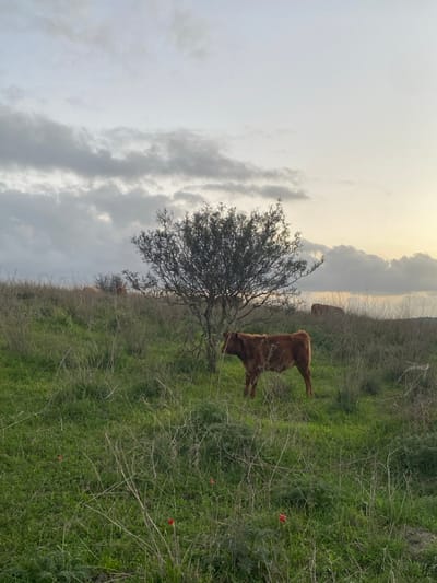 A cow stands in a grassy field beside a small tree, its branches sparse. The sky is overcast, with clouds obscuring much of the sunlight, though a faint glow hints at the sun's position. A second cow is visible in the background. Small red flowers dot the green landscape. The scene suggests a peaceful, rural setting under a cloudy sky.