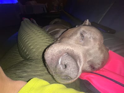 A grey pit bull dog is sleeping on a green textured couch next to a person. The dog's head is resting on a pink item. The person is wearing a bright yellow shirt. The scene is dimly lit, with some blue light visible in the background, possibly from a television or computer screen. The location is identified as Heinebach, Germany.
