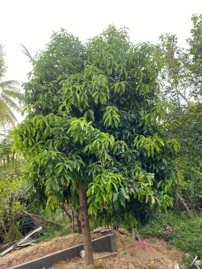 A medium shot captures a vibrantly green, leafy tree with a brown trunk standing tall in a rural setting, likely in Meunasahlhok, Indonesia. The tree is the focal point, its dense foliage obscuring much of the background. To the left, palm fronds are visible, hinting at a tropical climate. The foreground reveals a construction site, with mounds of soil and concrete structures indicating ongoing development. A pink pile of powder rests on the soil, and construction debris, including plastic and wood, is scattered around. The sky above is overcast and bright white, suggesting a cloudy day. The overall impression is one of nature and human activity coexisting in a developing area.