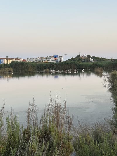 The image shows a body of water, likely a salt flat or lagoon, in Vera, Spain. In the distance, buildings and vegetation are visible. A flock of flamingos stands in the shallow water, some appearing to be feeding. The sky is a pale blue, suggesting it is either early morning or late evening. The foreground is dominated by marshy vegetation.