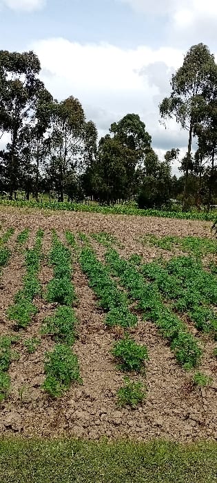 The image displays an agricultural scene located in Heni Village, Kenya. In the immediate foreground, a strip of dense, short green foliage is visible. Directly behind this, a cultivated field extends into the midground, characterized by tilled, dark brown soil arranged in distinct furrows. Rows of young, vibrant green leafy plants, appearing as individual bushes, are sparsely distributed across approximately one-third of the field from the left, with other sections showing bare or recently tilled soil. In the background, a dense line of tall, slender trees with dark green canopies forms a perimeter, extending across the entire width of the frame. The sky overhead is overcast, featuring a mix of white and light grey cloud formations. No people, animals, structures, or discernible actions are present within the frame. The scene is static, depicting an outdoor rural environment.