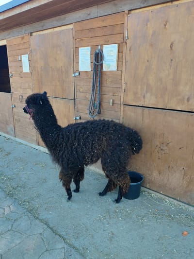 An adult black alpaca stands outdoors in front of a wooden barn structure. The alpaca is facing left and is wearing a red and black halter. Its fur is shaggy and appears to have straw or hay particles on it. To the right of the alpaca, a black bucket sits on the ground. Behind the alpaca, the barn has several wooden doors, some of which are open. Two signs are affixed to the barn wall: one on the left with white text on a white background, and another on the right with white text on a white background and a small image of a berry. A rope is hanging on the wall between the two signs. The ground is a mixture of paved sections and dirt, with scattered straw and dried grass. The scene is lit by natural daylight. The location is identified as being in the city of Lukaši, Russia.