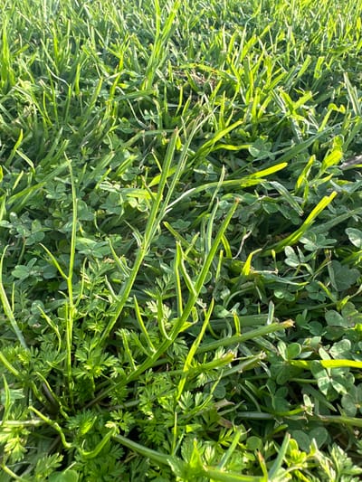 The image presents a vibrant, close-up, high-angle view of a patch of diverse green ground cover, likely a lawn or field, located in Engomi̇ Lefkoşa, Cyprus. The scene is densely populated with various plant types, primarily featuring slender blades of bright green grass, abundant clover identifiable by its characteristic three-lobed leaves, and another type of plant with finely divided, fern-like or carrot-like foliage.

Bright, direct sunlight illuminates the scene, casting clear highlights on the upper surfaces of the leaves and creating soft shadows within the dense vegetation. This strong lighting indicates daytime, suggesting a sunny and clear weather condition. The greens range from a lighter, almost yellowish hue where directly exposed to the sun, to deeper, richer greens in the shaded undergrowth.

No people, animals, or man-made objects are visible, focusing entirely on the natural texture and organic patterns of the plants. There is no discernible activity or event taking place, as it is a static snapshot of the plant life. No visible text is present in the image. The overall impression is one of lush, healthy, and thriving greenery.