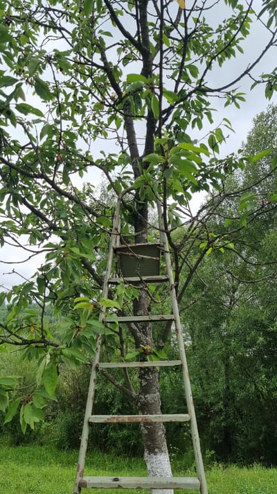 The image depicts a close-up view of a tree trunk with a section of a light-colored metal ladder resting against it. The tree is covered in lush green leaves, and its bark is textured and appears somewhat weathered, with patches of lichen. A small, rectangular, corrugated metal object is attached to the tree trunk, positioned between the ladder rungs. The ladder itself shows signs of rust and wear.
The background consists of dense green foliage, suggesting a natural, outdoor setting, likely a garden or a wooded area. A strip of bright green grass is visible on the right side of the frame. The lighting is soft and diffused, indicating an overcast day, possibly morning or afternoon. The overall impression is one of a quiet, rustic scene, perhaps an orchard or a backyard where a ladder is used for tending to trees or harvesting fruit.
There is no discernible text within the image. The scene is set in Vyshka, Ukraine.