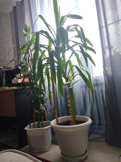The image depicts an indoor scene, likely a residential setting, featuring two potted plants positioned near a window. The plant on the right, a Yucca, has a thick, segmented trunk and long, slender green leaves. It is housed in a white, round planter with a saucer. The plant on the left, possibly a Dracaena or bamboo, has multiple thin stalks and elongated green leaves, supported by thin wooden stakes. This plant is in a white, square-shaped planter with a wider rim. Both plants are illuminated by natural light filtering through sheer, light blue curtains and a darker gray curtain, suggesting a daytime setting. In the background, a dark cabinet or desk is visible with some items on its surface, including boxes and what appears to be a computer monitor. The floor is wooden. The overall impression is of a well-lit interior space with a focus on the houseplants. There are no people visible in the image. The mention of Drezna, Russia, as the location is not visually verifiable from the image itself, but it is provided as context.