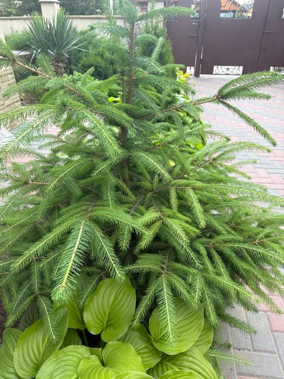 A young, dense evergreen tree, likely a spruce, stands prominently in the foreground. Its branches are laden with needles and spread outwards, partially obscuring large, vibrant green hosta leaves at its base. The tree is situated in what appears to be a residential yard, bordered by a paved walkway made of interlocking brick pavers in shades of red and gray. In the background, a tall, weathered concrete pillar and a dark brown metal gate with decorative cutouts are visible. Behind the gate, the facade of a building with arched windows can be glimpsed. The overall scene suggests an outdoor setting, possibly a garden or entryway, in Ceadîr-Lunga, Moldova.