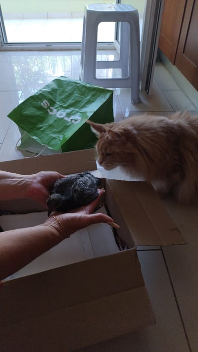 In a domestic indoor setting, possibly a home's patio or balcony in Perea, Greece, an orange, long-haired cat cautiously approaches a baby bird being held in a person's hands. The bird, small and greyish-brown, is nestled in cupped palms, one hand resting on a cardboard box. The cat is positioned to the right of the frame, looking intently at the bird. To the left, a crumpled green paper shopping bag with "Crocs" printed on it lies on the floor. In the background, a white plastic stool is visible near a sliding glass door that opens to an outdoor area. The floor is tiled.