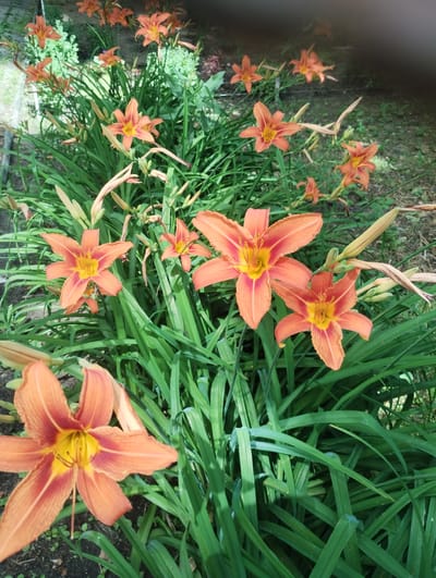 This media file features a close-up, slightly tilted, overhead view of a patch of vibrant orange daylilies in bloom. The flowers are the primary subjects, with their distinctive six petals and yellow centers. The daylilies are interspersed with long, green, blade-like leaves, creating a dense, naturalistic setting. The background consists of dark soil and some dried plant matter, suggesting an outdoor garden or naturalized area.
The scene is captured in natural daylight, with soft shadows indicating it could be late morning or early afternoon. The weather appears to be pleasant, conducive to flowers blooming. There are no people or specific objects other than the plants themselves. The overall impression is one of lush, summery growth.
The image is shot with a handheld camera, resulting in the slight tilt and a degree of motion blur in some areas. The focus is sharpest on the daylilies in the foreground and mid-ground, with the background elements softer. The colors are saturated and natural, highlighting the rich orange of the petals and the deep green of the foliage. There is no visible text in the image. The location context of Sumy, Ukraine, places this scene within a temperate climate during the flowering season for daylilies.